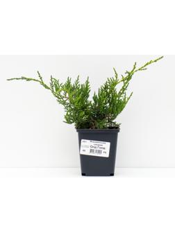 Можжевельник средний 