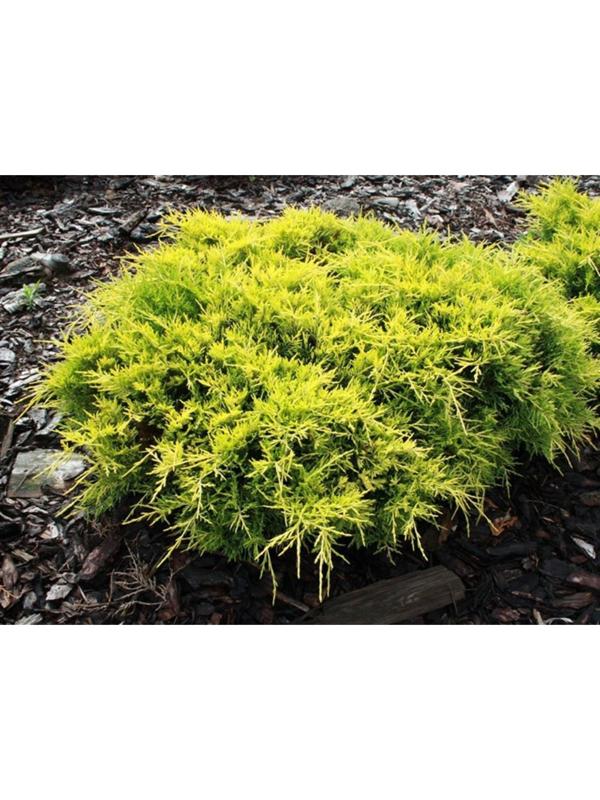 Можжевельник средний 