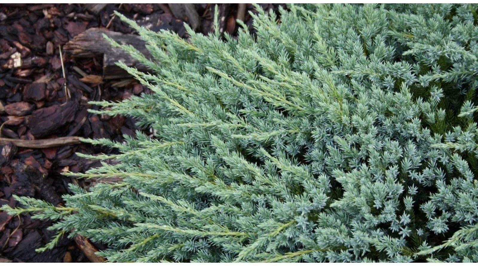 Можжевельник чешуйчатый 