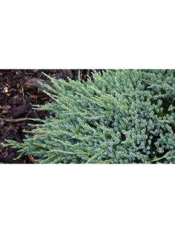 Можжевельник чешуйчатый 