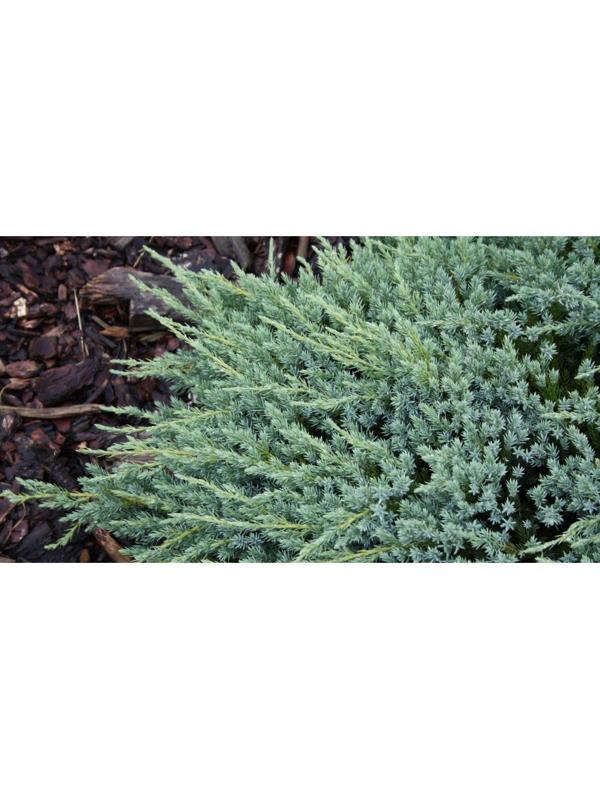 Можжевельник чешуйчатый 