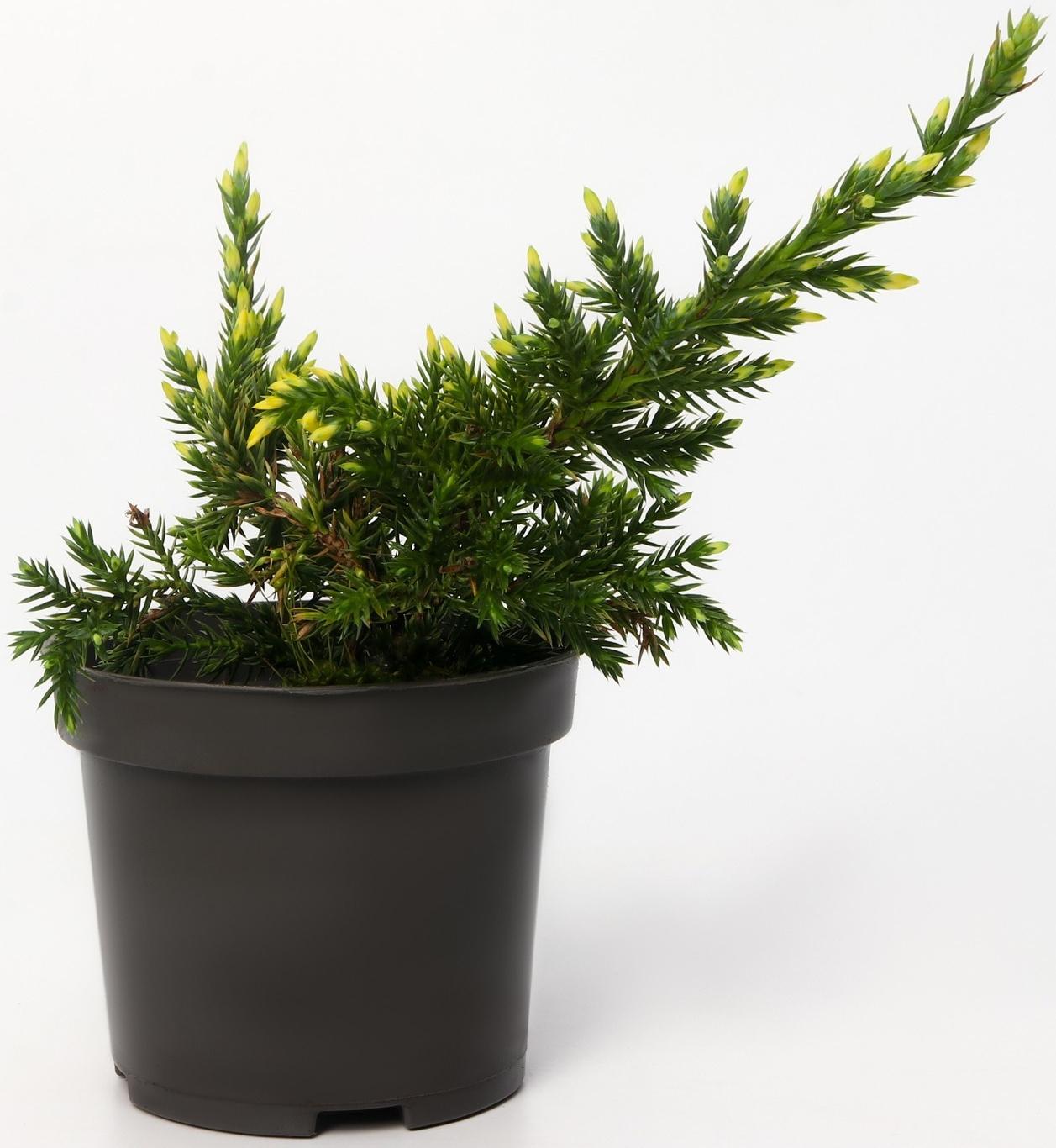 Можжевельник чешуйчатый 