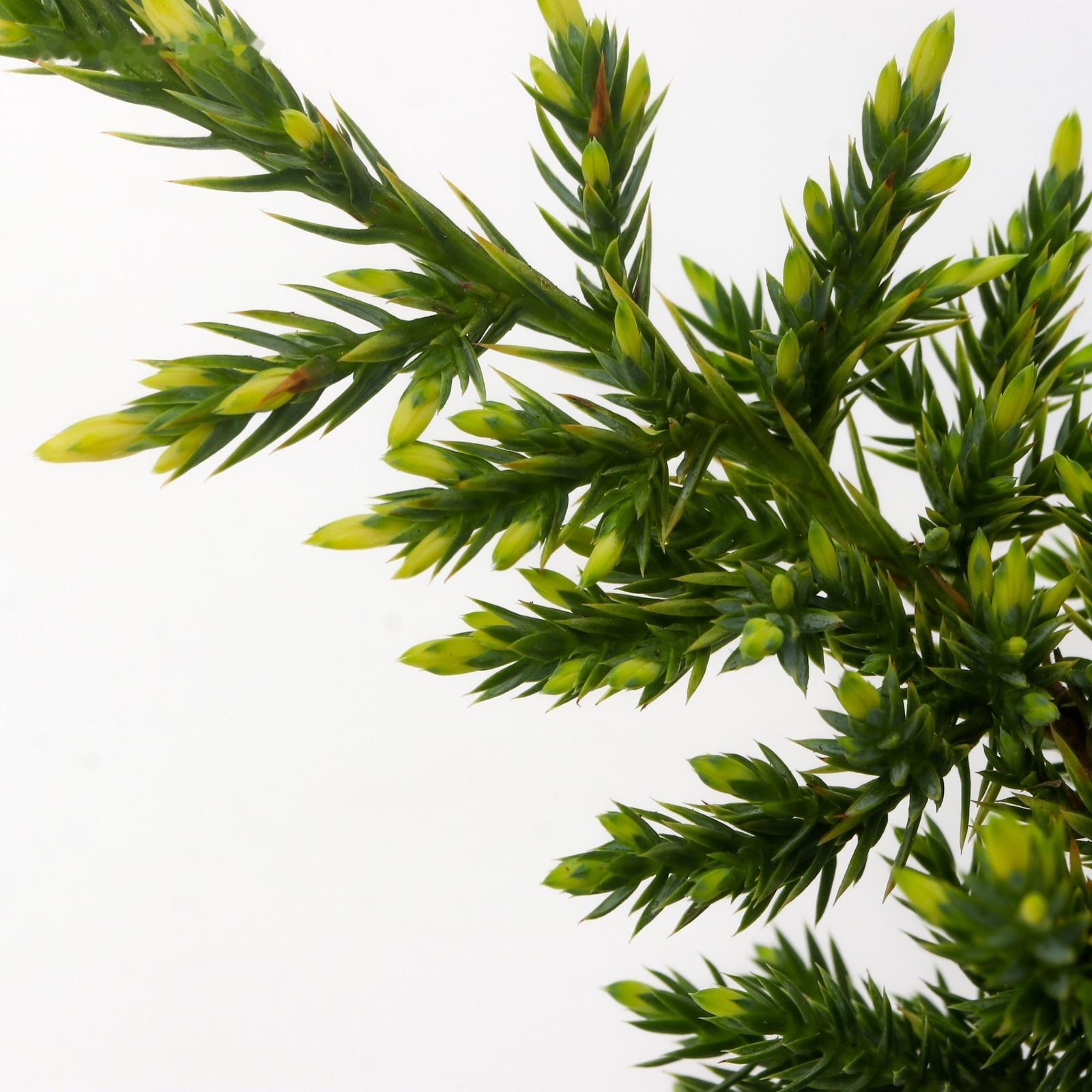 Можжевельник чешуйчатый 