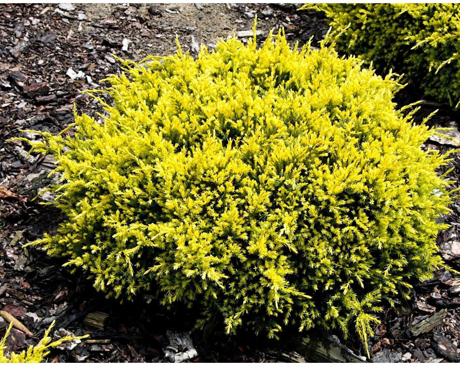 Можжевельник чешуйчатый 