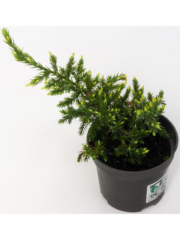 Можжевельник чешуйчатый 