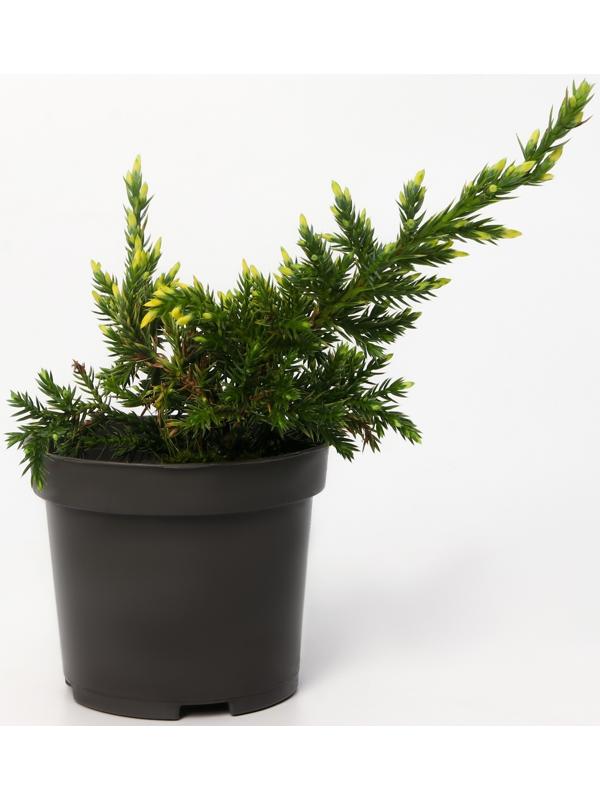 Можжевельник чешуйчатый 