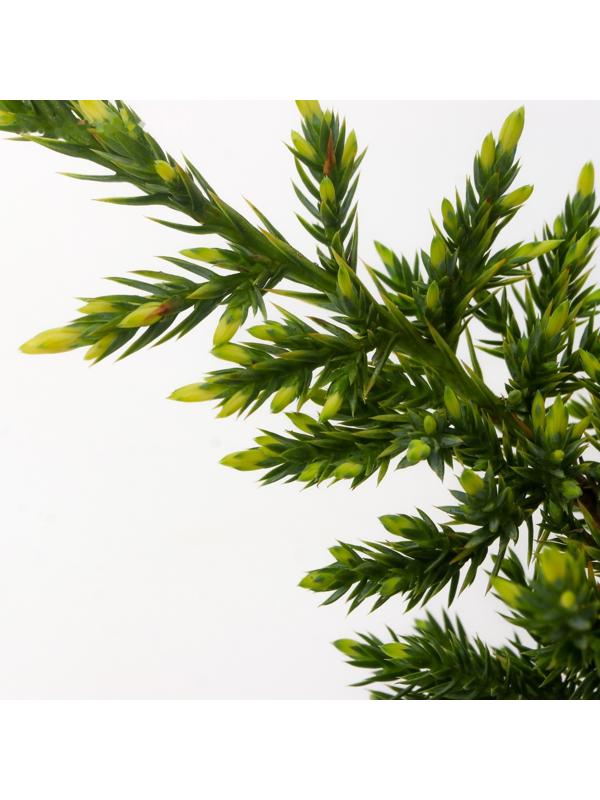 Можжевельник чешуйчатый 