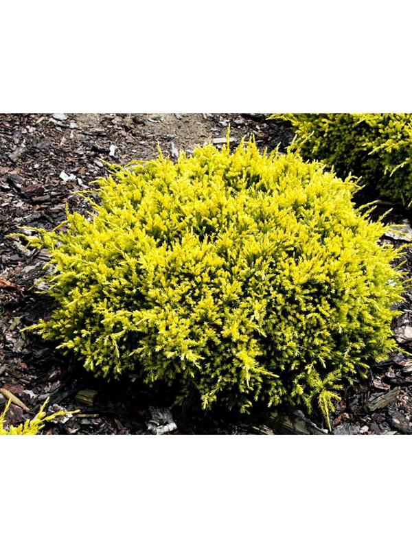 Можжевельник чешуйчатый 