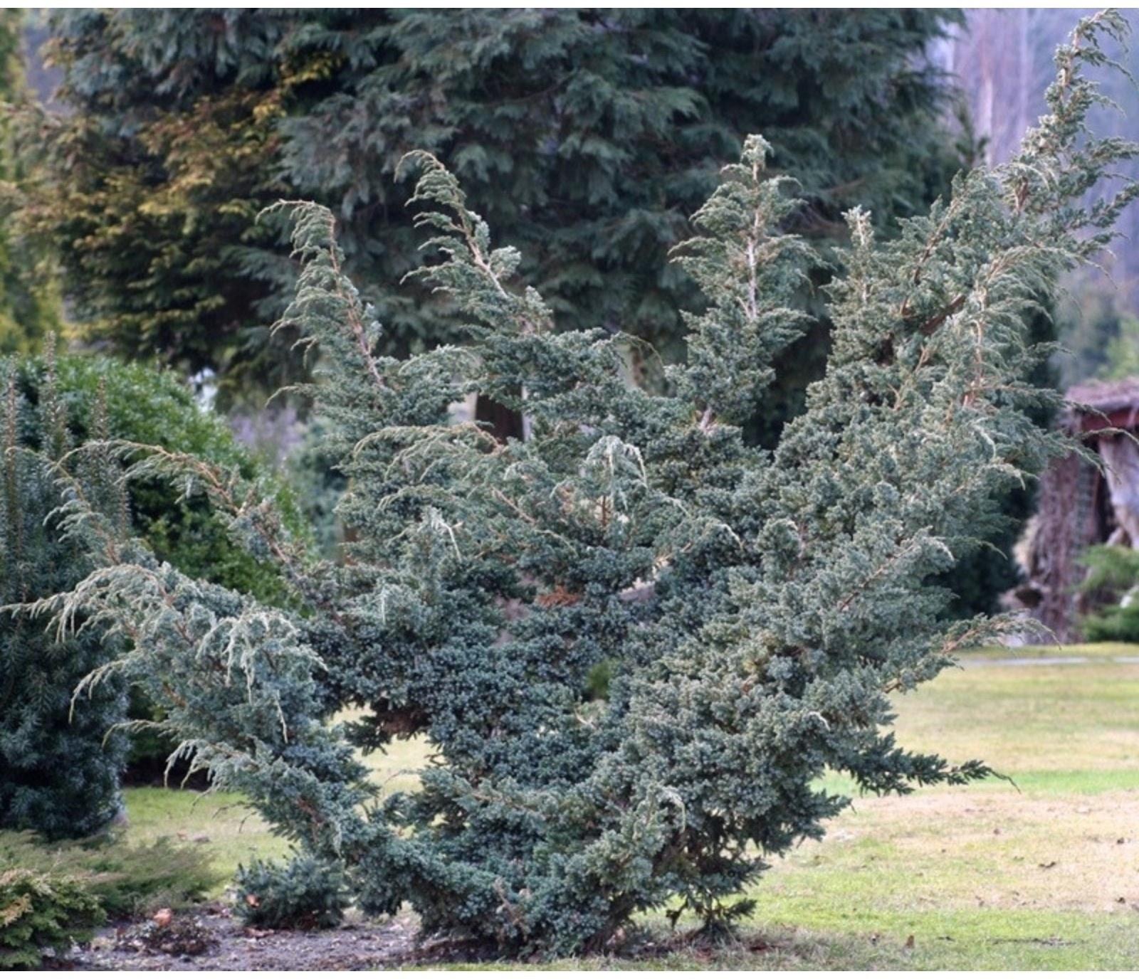 Можжевельник чешуйчатый 