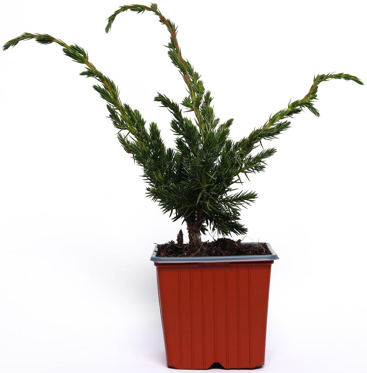 Можжевельник чешуйчатый 