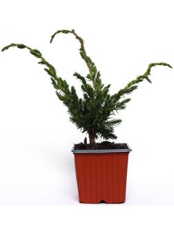 Можжевельник чешуйчатый 