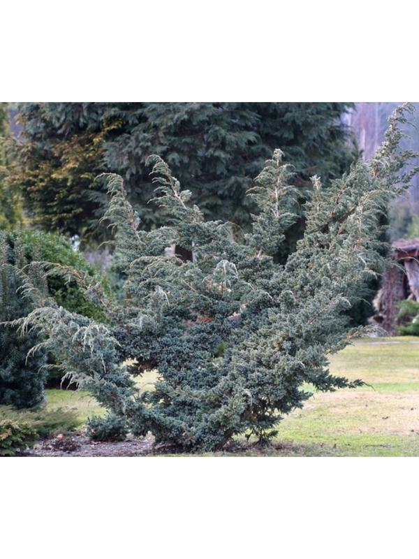 Можжевельник чешуйчатый 