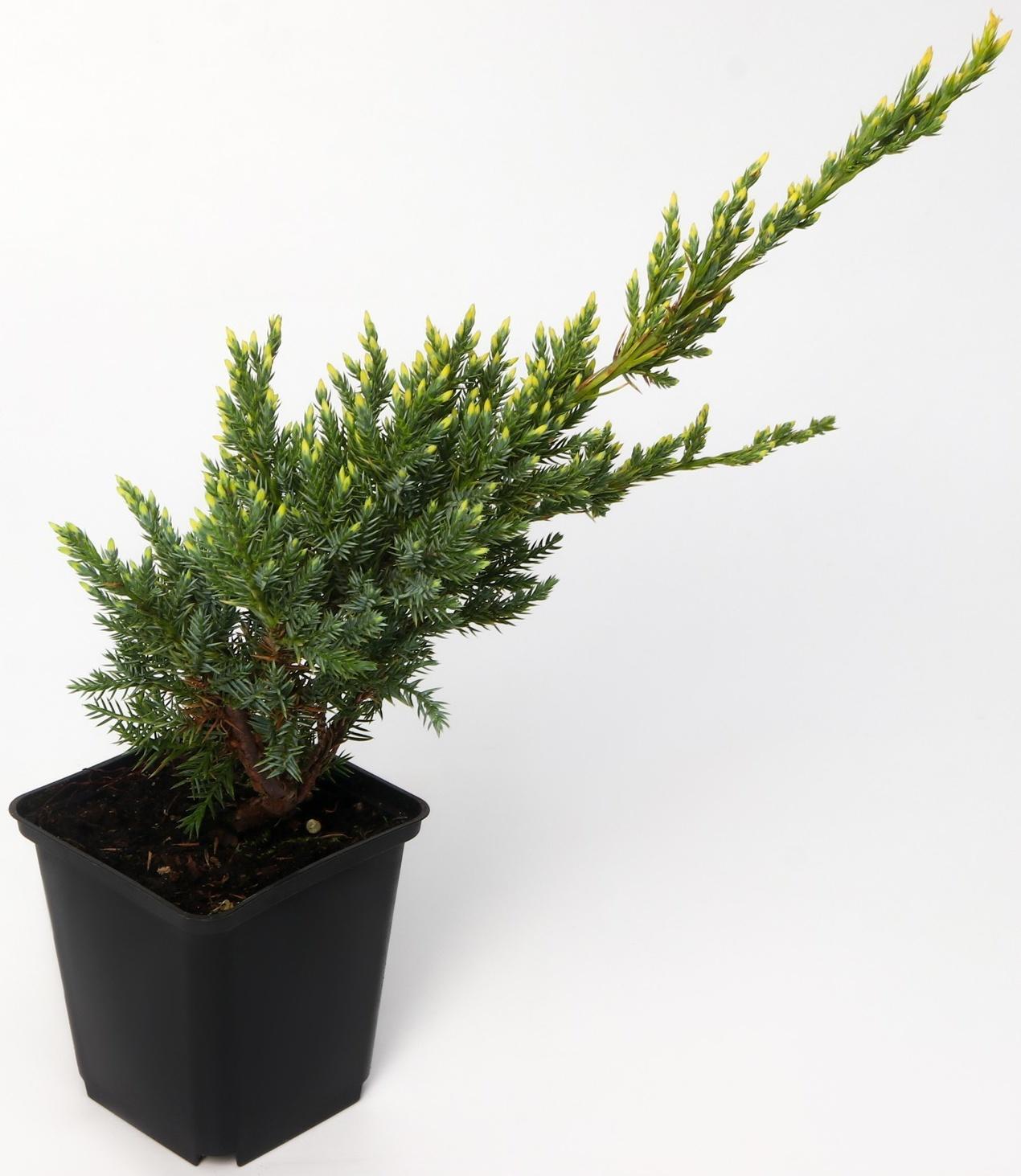 Можжевельник чешуйчатый 