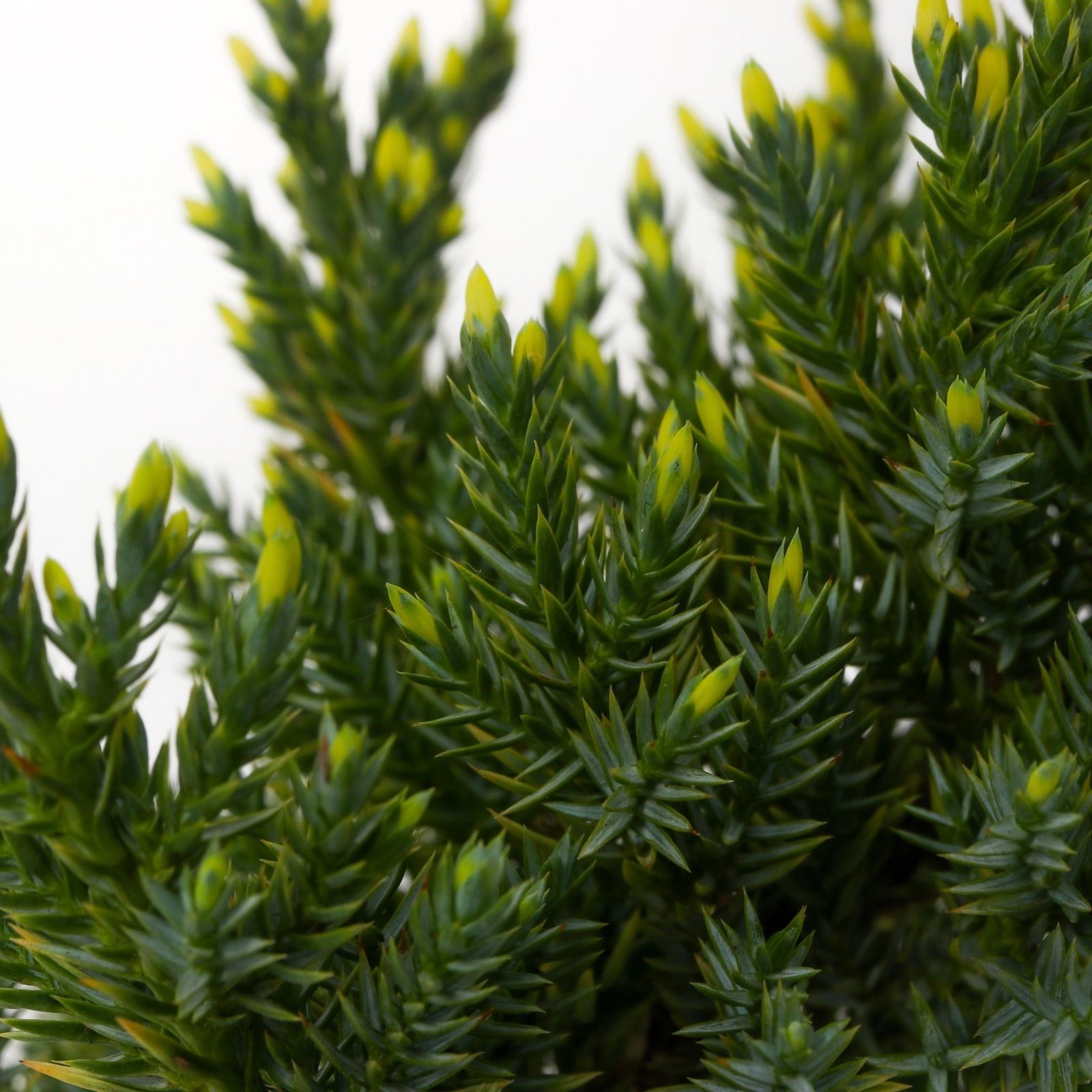 Можжевельник чешуйчатый 