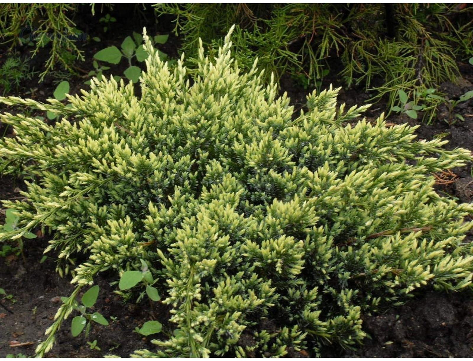 Можжевельник чешуйчатый 