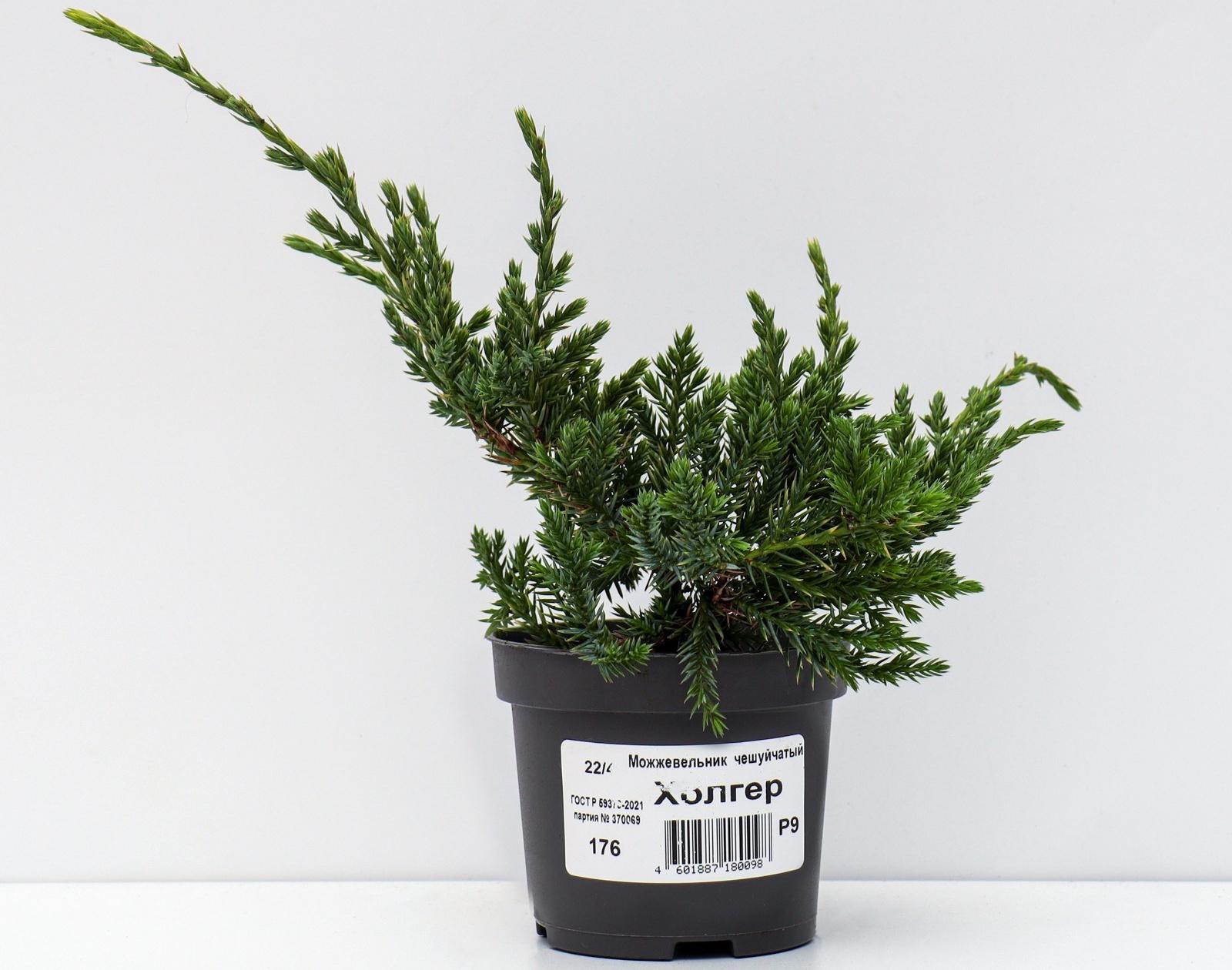 Можжевельник чешуйчатый 