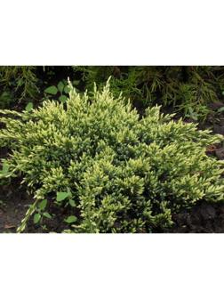 Можжевельник чешуйчатый 