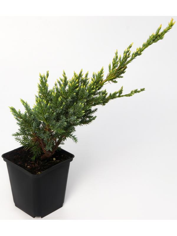 Можжевельник чешуйчатый 