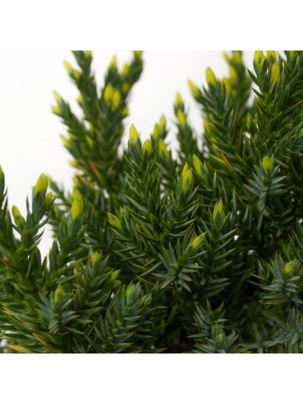 Можжевельник чешуйчатый 