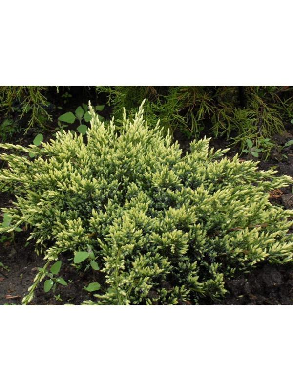 Можжевельник чешуйчатый 