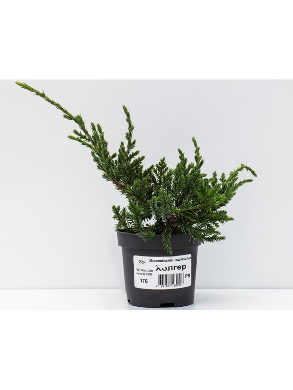 Можжевельник чешуйчатый 