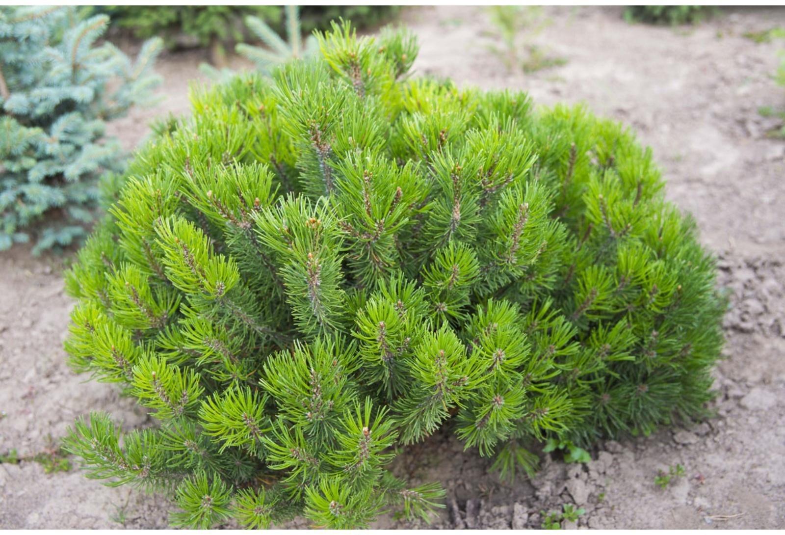 Сосна горная 