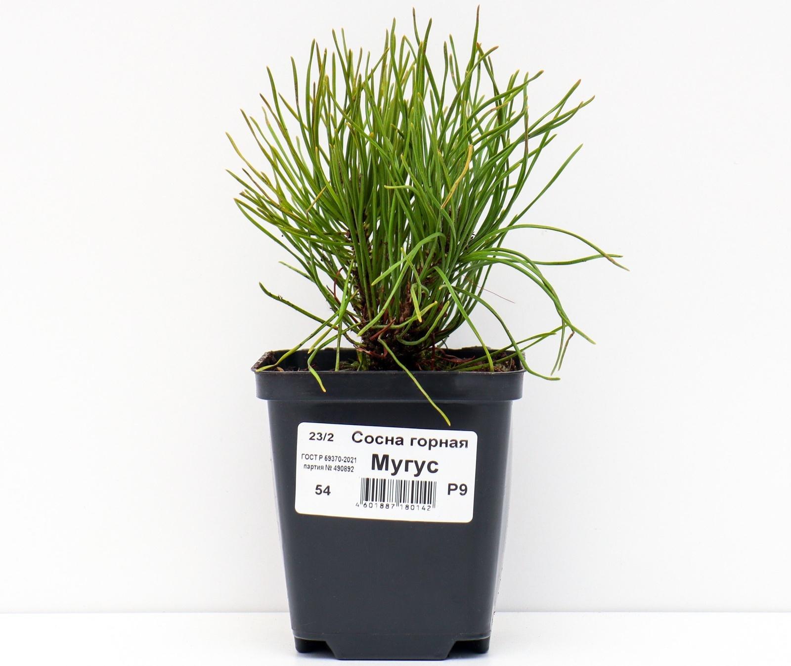 Сосна горная 