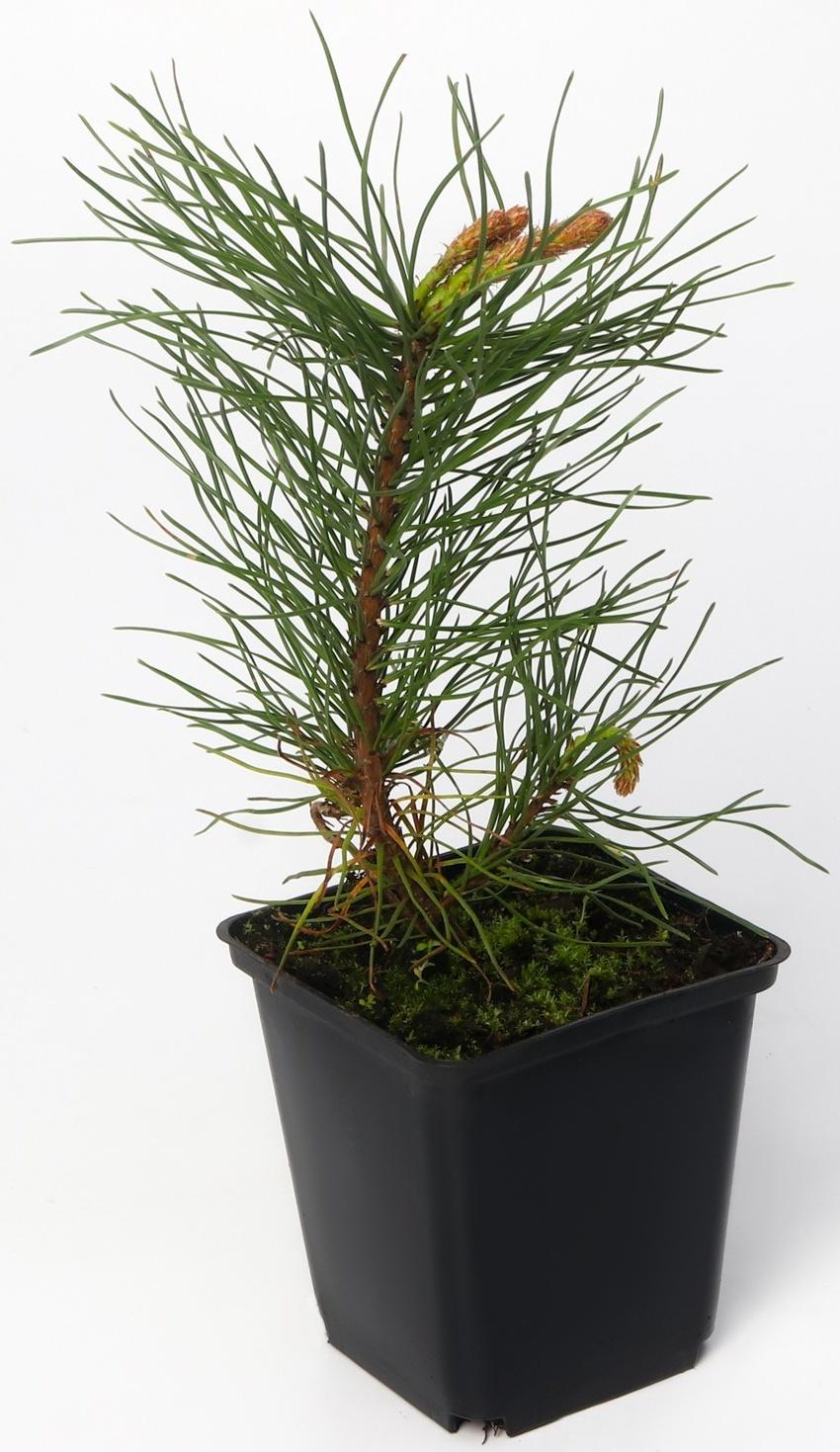 Сосна горная 