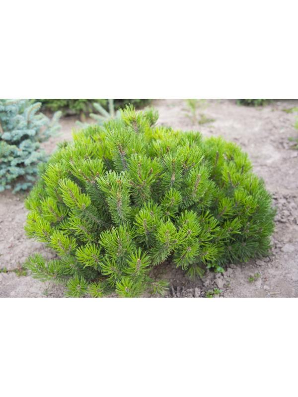 Сосна горная 