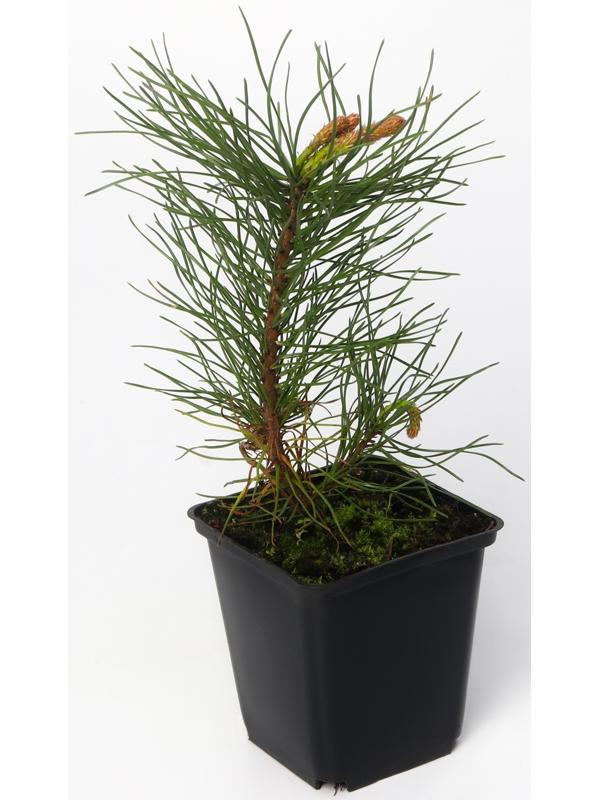 Сосна горная 