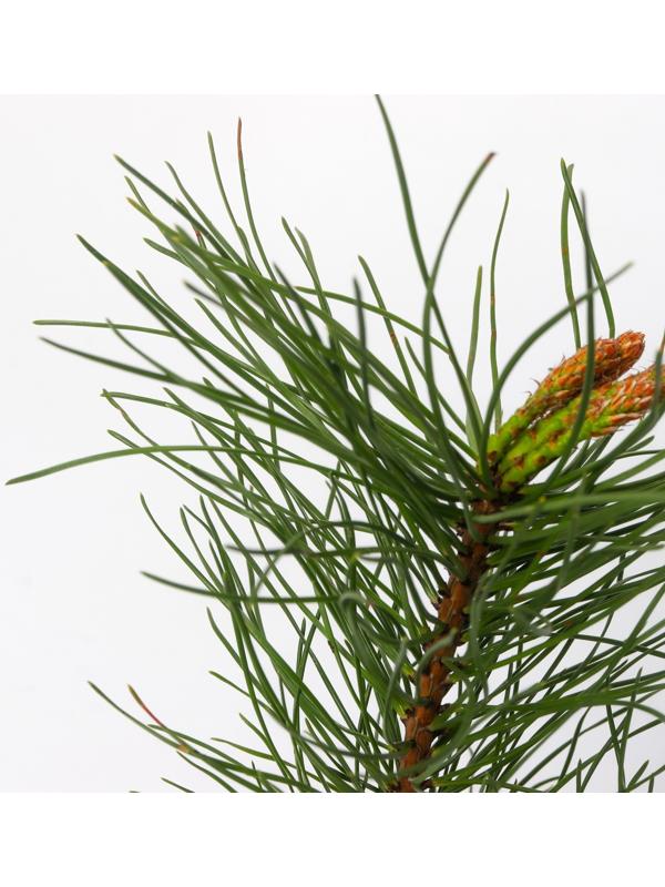 Сосна горная 