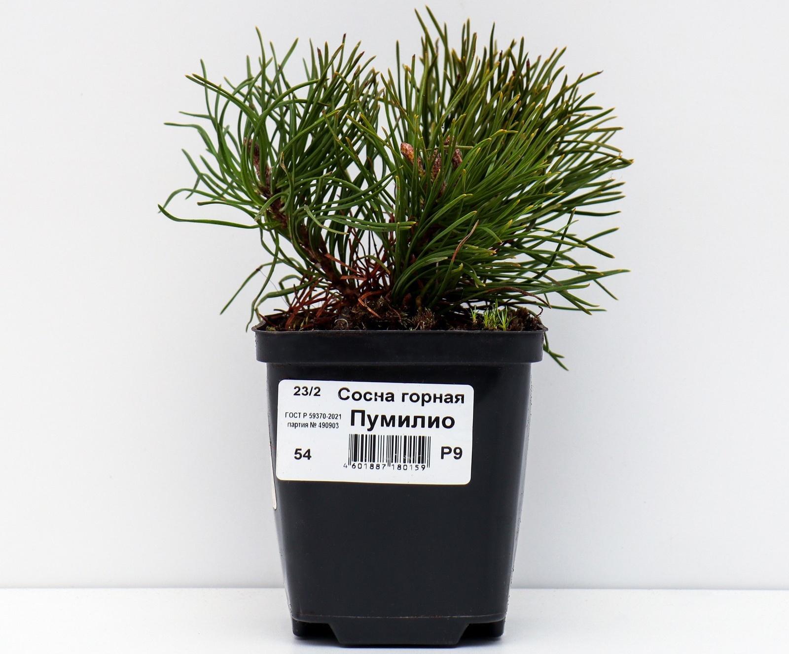 Сосна горная 