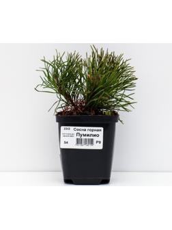 Сосна горная 