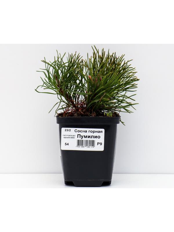 Сосна горная 