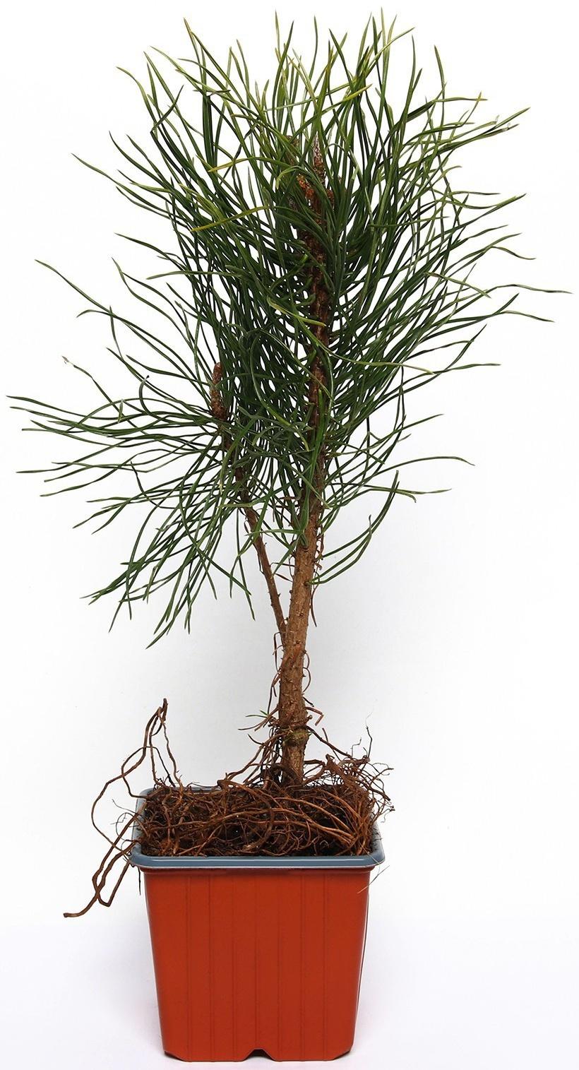 Сосна горная 