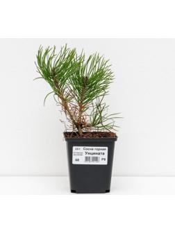 Сосна горная 