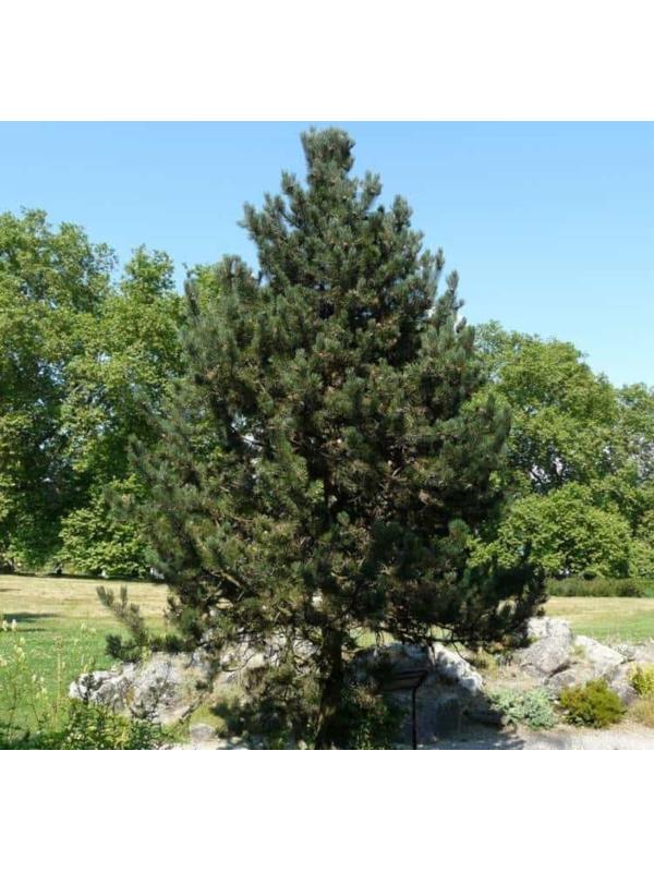 Сосна горная 