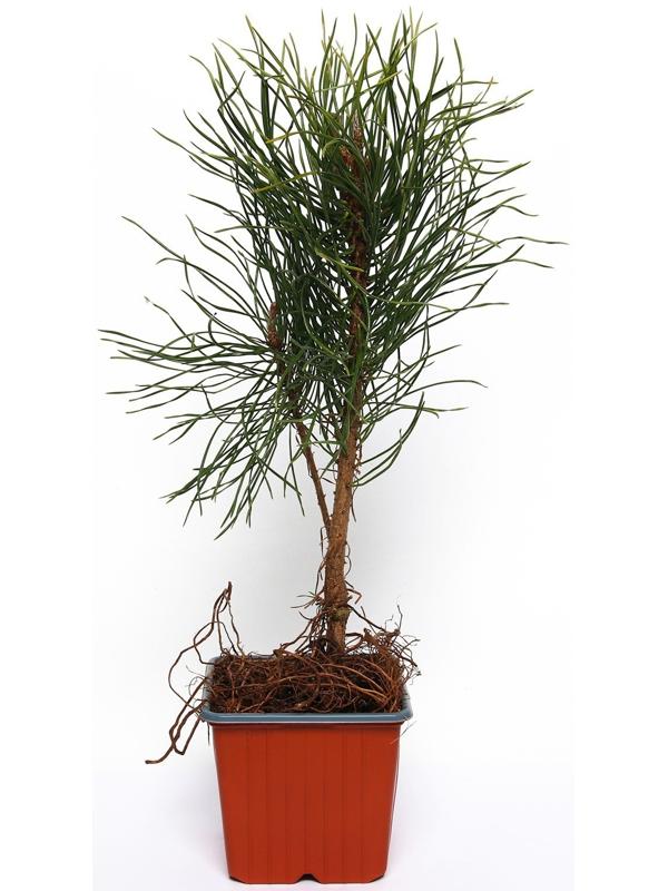 Сосна горная 