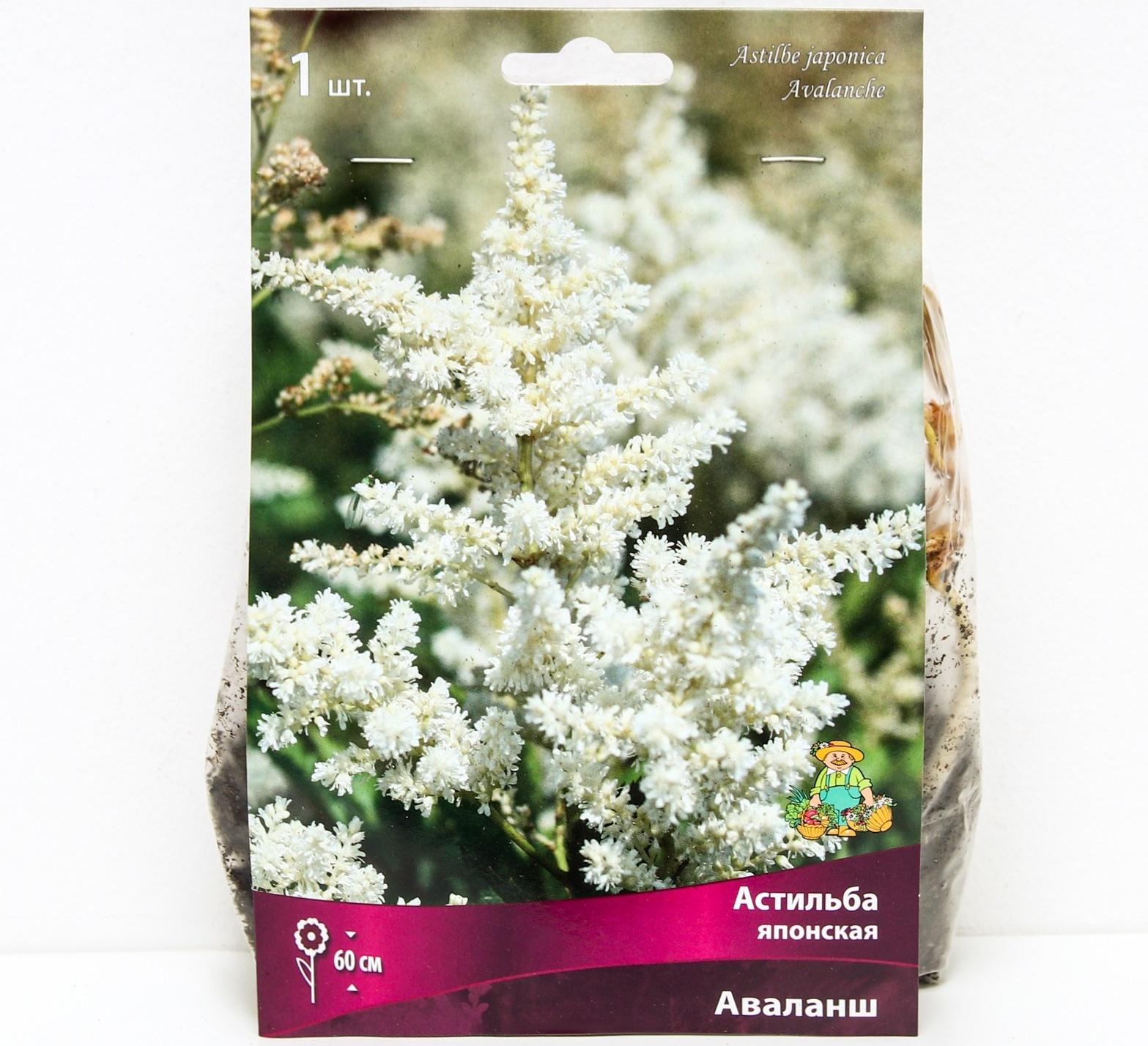 Астильба японская Аваланш, I р-р, 1 шт. 60 h(см), Осень 2022