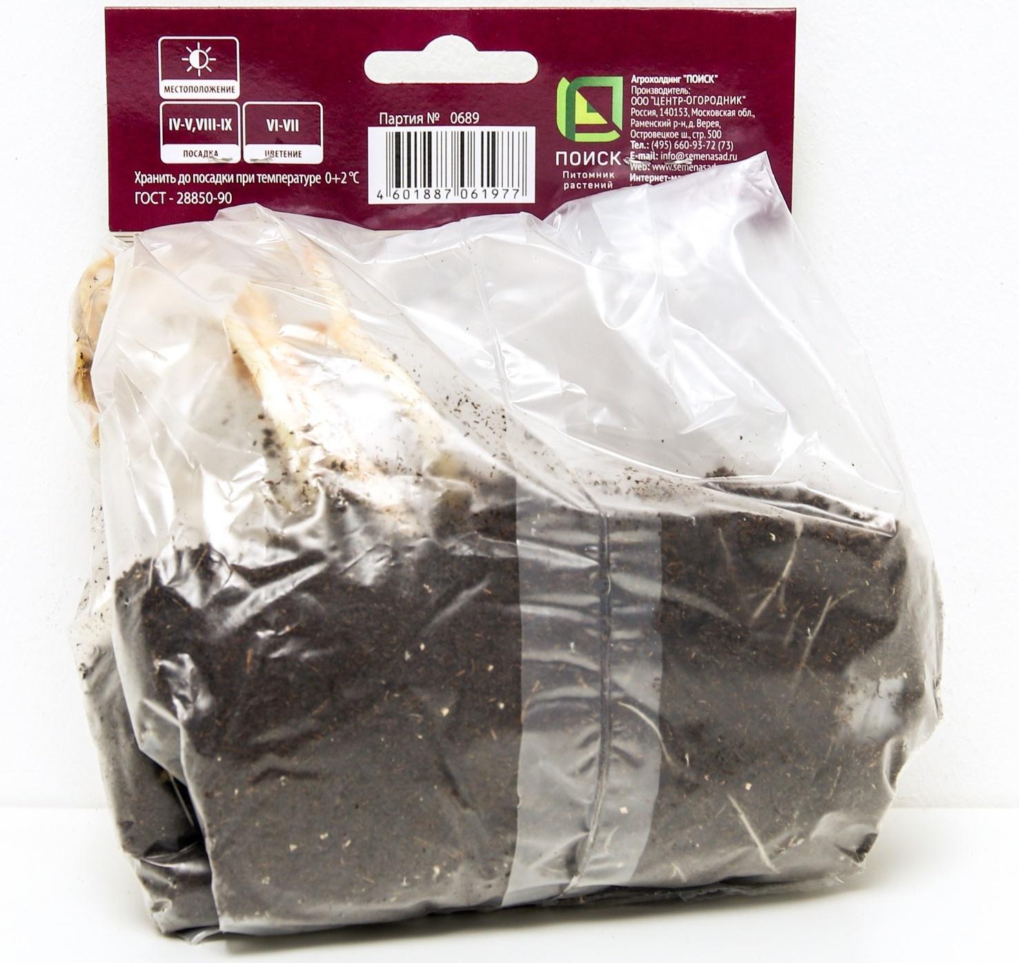 Астильба японская Аваланш, I р-р, 1 шт. 60 h(см), Осень 2022