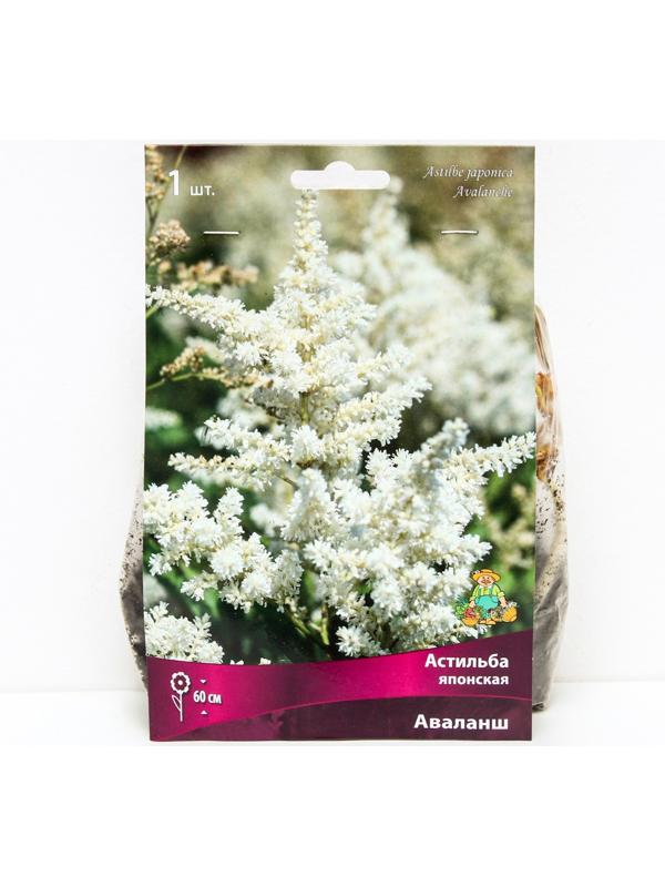 Астильба японская Аваланш, I р-р, 1 шт. 60 h(см), Осень 2022