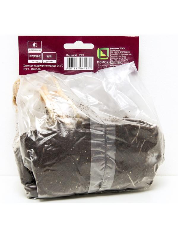 Астильба японская Аваланш, I р-р, 1 шт. 60 h(см), Осень 2022