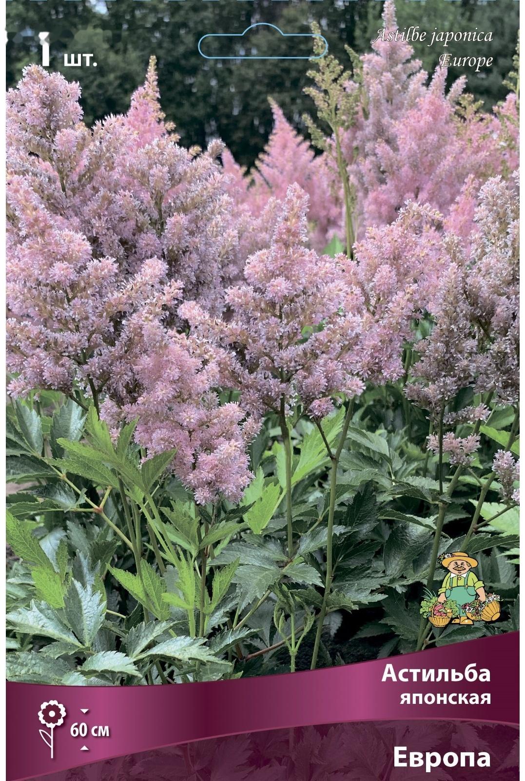 Астильба японская Европа, I р-р, 1 шт. 60 h(см), Осень 2022