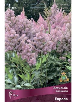 Астильба японская Европа, I р-р, 1 шт. 60 h(см), Осень 2022