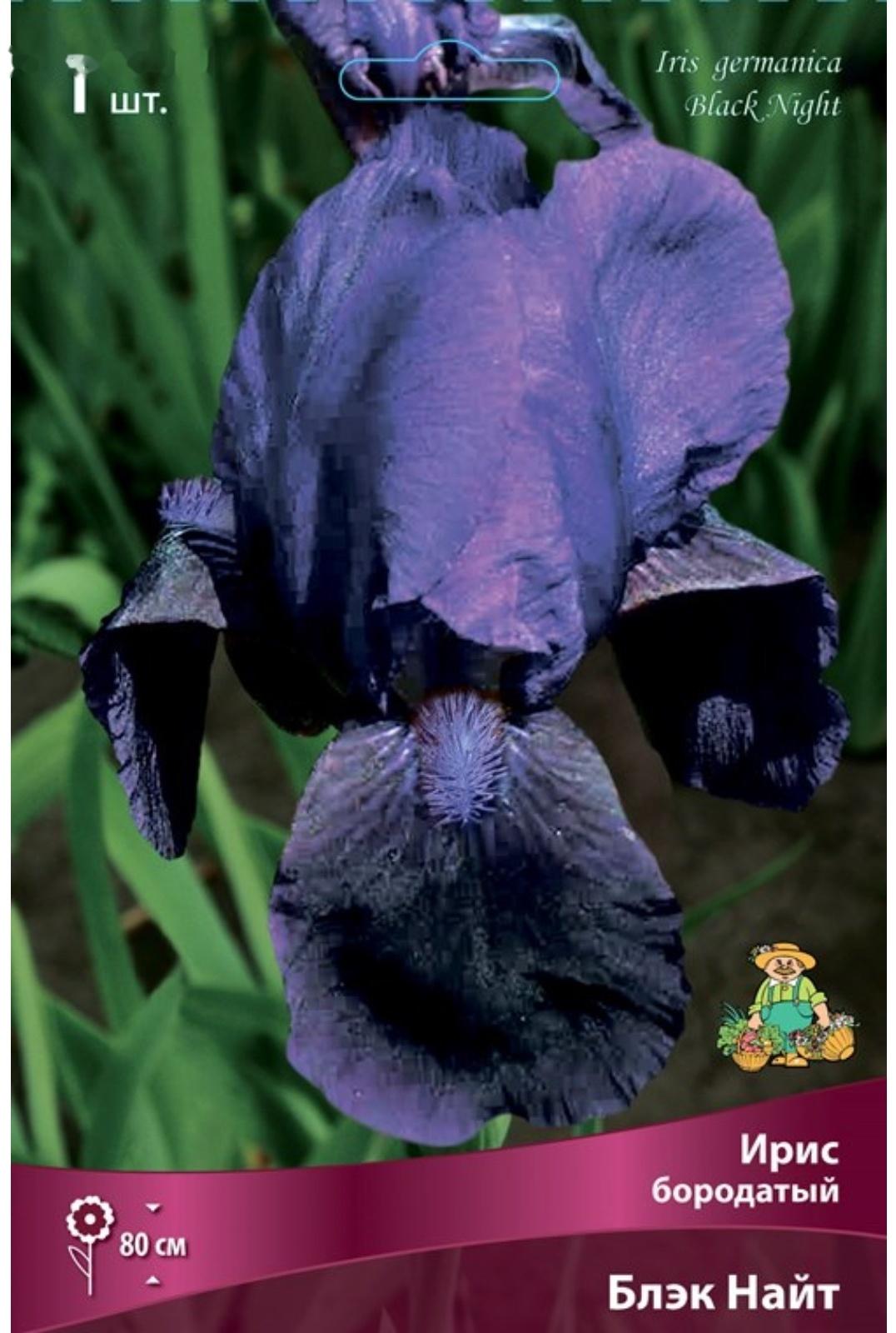 Ирис бородатый Блэк Найт, I р-р, 1 шт. 80 h(см), Осень 2022