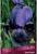 Ирис бородатый Блэк Найт, I р-р, 1 шт. 80 h(см), Осень 2022