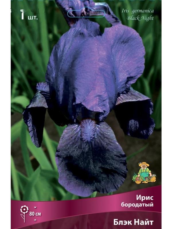 Ирис бородатый Блэк Найт, I р-р, 1 шт. 80 h(см), Осень 2022
