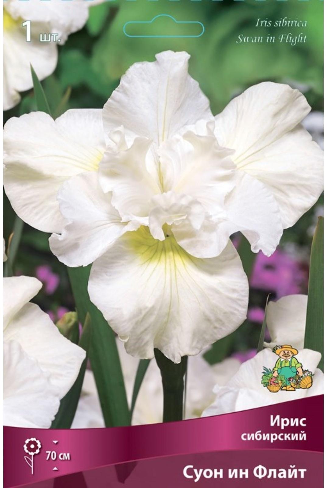 Ирис сибирский Суон ин Флайт, I р-р, 1 шт. 70 h(см), Осень 2022