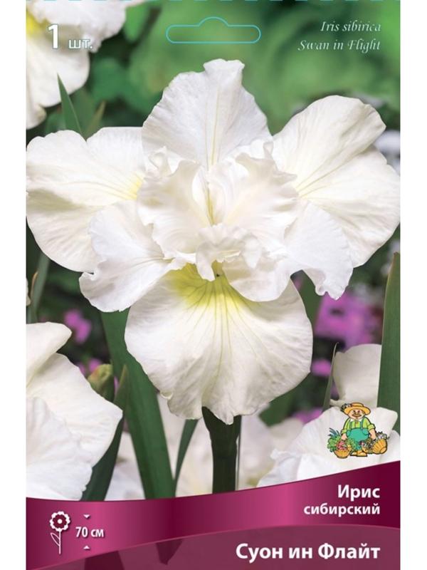 Ирис сибирский Суон ин Флайт, I р-р, 1 шт. 70 h(см), Осень 2022