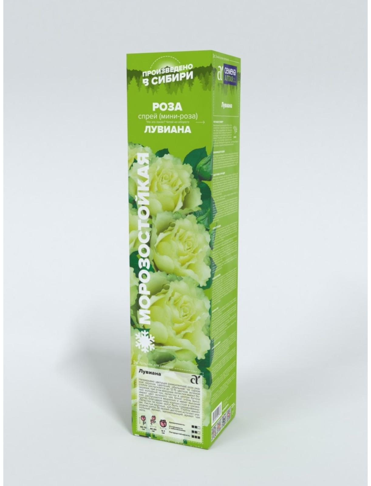 Саженец Розы Спрей 